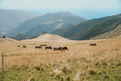 Montagna 
