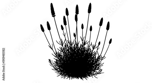 Black and white silhouette vector of dry grass and a dandelion flower isolated on a white background