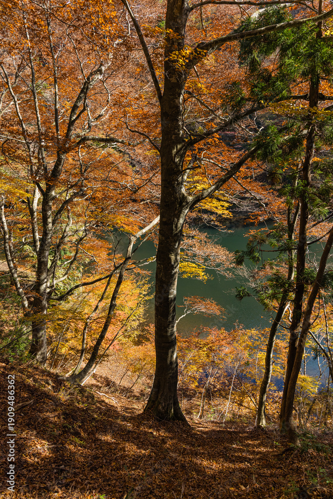 Fototapeta premium 日本 鳥取県八頭郡智頭町の芦津渓谷にある三滝ダムの紅葉した木々