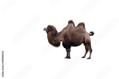 Tableau sur toile Bactrian Camel Standing Alone Against white Background for Dramatic Stock Photo
