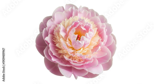Beautiful pink peony flower isolated PNG, delicate blossom with soft petals on transparent background for floral design and spring themes