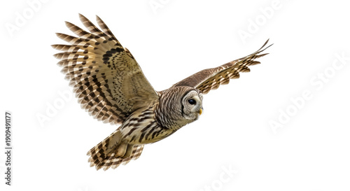 Barred owl flying PNG isolated on transparent background, nocturnal bird of prey with brown and white plumage, wildlife animal