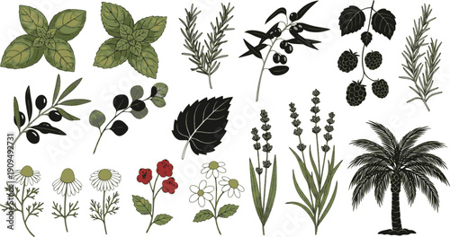 Black autumn leaves. Decorative fall elements isolated on white background. Vector illustration foliage silhouettes for greeting vintage cards and posters