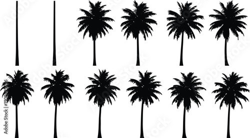 Collection of tropical palm tree silhouettes isolated on white background, black vector coconut palm set for summer beach travel design