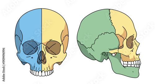 Two human skulls with colored sections on a white background, one shown from the front and the other in profile, for educational or medical purposes.