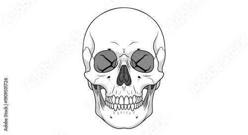 Illustration of a human skull with empty eye sockets on a white background in black and white.