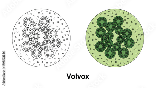 A scientific illustration showing two side-by-side circular diagrams of Volvox colonies (2)_traced