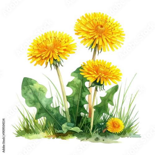 タンポポの花の水彩イラスト