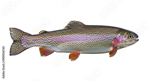 Bild auf Leinwand Rainbow trout isolated PNG on transparent background, freshwater fish with color