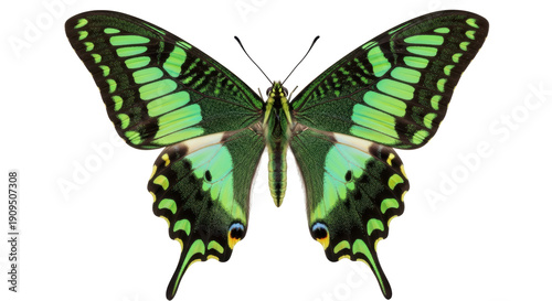 Tableau sur toile Green swallowtail butterfly PNG isolated on transparent background, tropical ins
