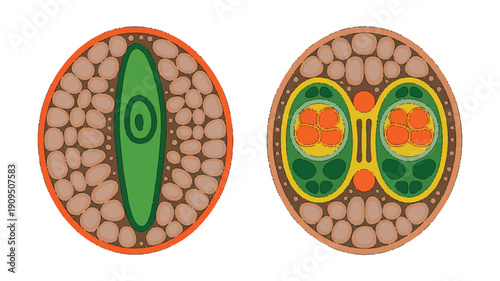 A side-by-side illustration of cross-sectional views of plant cells, shown in oval-shaped brown frames with orange borders (1)_traced