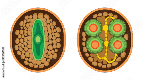 A side-by-side illustration of cross-sectional views of plant cells, shown in oval-shaped brown frames with orange borders (2)_traced