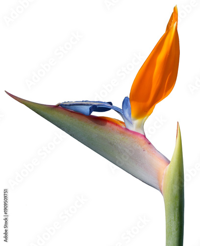 Billede på lærred bright orange bird of paradise flower (strelitzia reginae) isolated on white