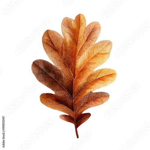 Wallpaper Mural Close-up view of a dried oak leaf with detailed texture and tonal variations Torontodigital.ca