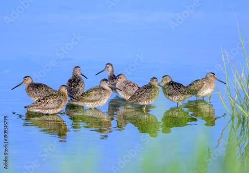 A group of Short-billed Dowitchers