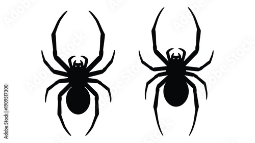 Two black spiders with intricate legs and detailed bodies on a white background. isolated on white background, Vector
