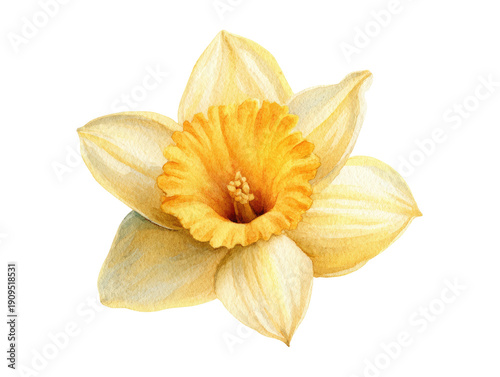 Watercolor illustration of a daffodil with soft yellow petals and an orange trumpet-shaped corona
