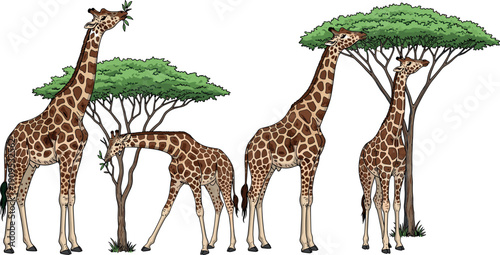 African giraffe family feeding on acacia trees illustration showing wildlife behavior, savanna nature, animal group interaction, conservation concept, and natural habitat scenery