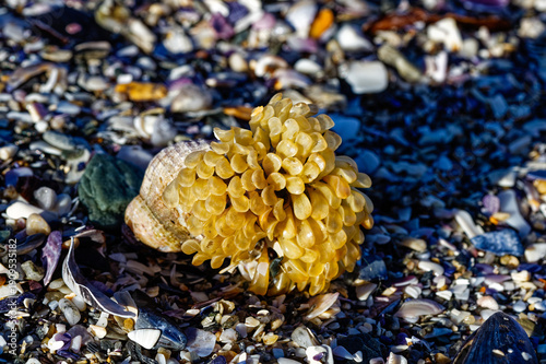 Whelk eggs attached to a shell washed up on a beach on the West Coast in the Western Cape, South Africa