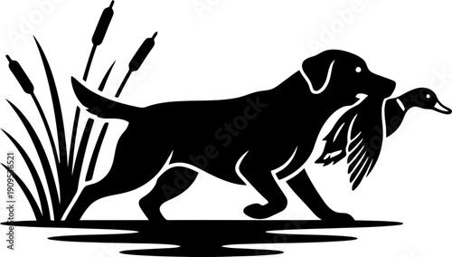 Black silhouette of a hunting dog retriever carrying a duck or mallard in tall grass or cattail reeds. Vector illustration for outdoors, sport