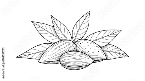 Detailed line art drawing of almonds in their shells with leaves representing healthy nuts and natural snack food.