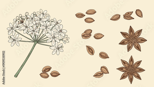 Botanical illustration of anise flowers seeds and star anise pods for spice labels cooking and herbal medicine.