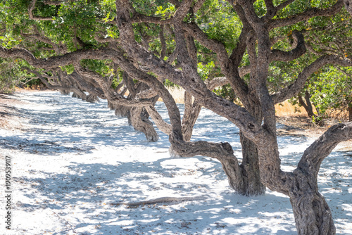 Mastic gum tree at Chios island, Greece. Pistachia lentiscus shrub cultivated for mastiha tears