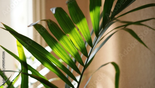 Green palm leaves illuminated by sunlight create a fresh and vibrant atmosphere. Indoor plant decor and natural beauty.