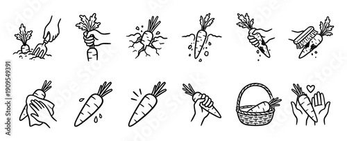 Hand drawn carrot harvesting and cleaning icons show the step-by-step process of pulling a fresh vegetable from the ground, washing it, and placing it in a basket
