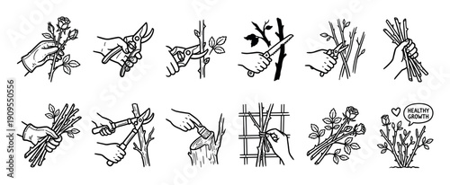 Set of black and white line art illustrations showing the step-by-step process of pruning and caring for rose bushes, including cutting, sawing, and tying stems for healthy growth