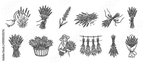 Lavender harvesting and bouquet making icon set hand-drawn in a simple black and white sketch style, showing a farmer, sickle, basket, and drying herbs for aromatherapy