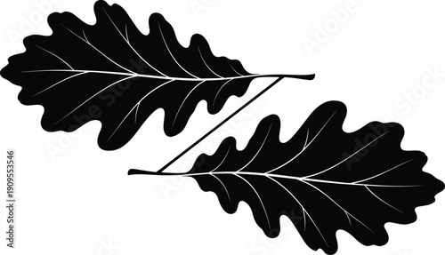 Oak leaves silhouette illustration, botanical foliage branch pair, nature forest plant vector design