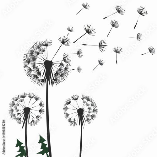 Dandelions with flying seeds, fluffy dandelion flower silhouettes. Spring season blooming blowball flowers doodles vector illustration. 