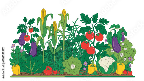 A detailed illustration of a vibrant vegetable garden with various plants and produce (1)_traced