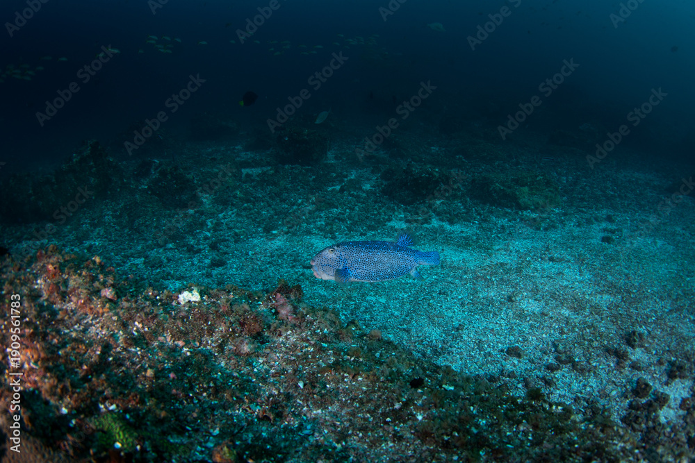 Obraz premium A blue-spotted pufferfish swims above the seabed off the coast of Oman. An Arothron caeruleopunctatus swims alone above the coral garden.