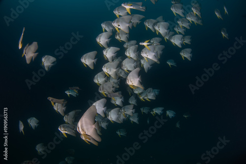 A shoal of longfin batfish in dark water. The longfin spadefish can be found off the coast of Oman. It is a grey, flat fish with dark stripes and long fins. 