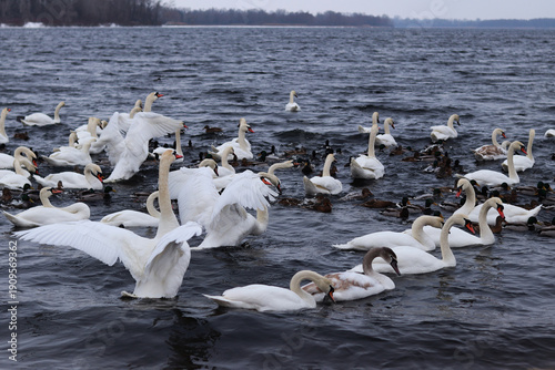 Φωτογραφία Swans and ducks quickly sail away from the shore
