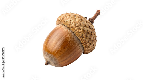 Photography An acorn is shown with a round, textured cap isolated on transparent background