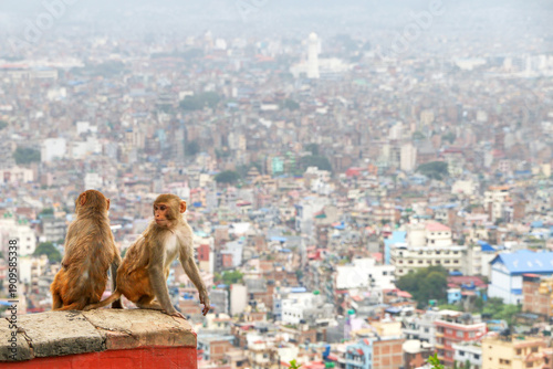 Rhesus macaques at the background of the Kathmandu