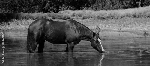 Gelding horse drinking from pond water while cooling off on Texas ranch in black and white