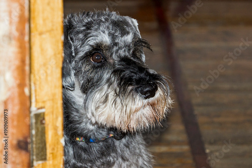 Canvastavla funny face of shaggy dog ​​looks out from behind doorbrown-eyed, friend, giant s