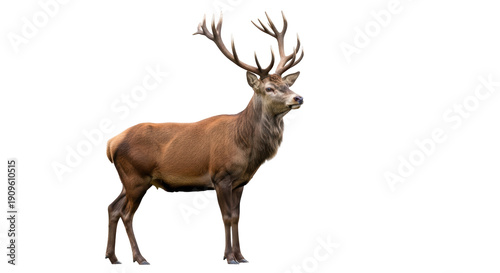Tableau sur toile Majestic red deer stag isolated PNG, standing tall with impressive antlers on tr