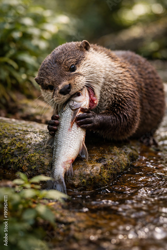 Eurasian Otter in Natural Habitat by Forest Stream