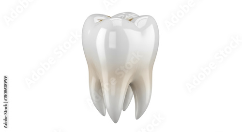 Photos Realistic molar tooth isolated PNG on transparent background, dental anatomy mod