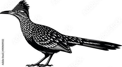 Black and White Vector Illustration of a Fast Running Greater Roadrunner Bird Isolated on Background for Desert Wildlife Nature Design