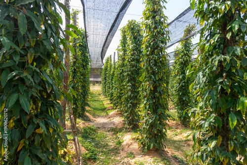 Kampot 'long' pepper being farmed in the Kampot region - vines with 'long' peppercorns ready to be picked.