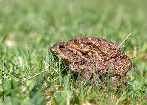 Toads ( bufo bufo ) mating in the grass