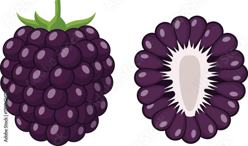 Blackberry fruit illustration