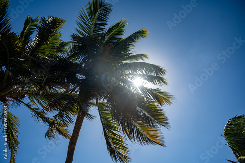 palm trees against blue sky