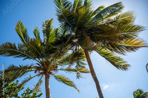 palm tree on blue blue sky